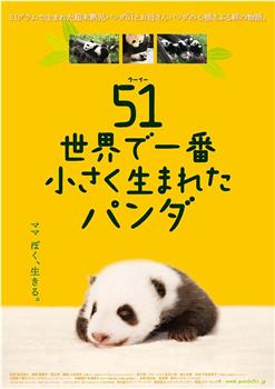 大熊猫51的故事在线观看和下载