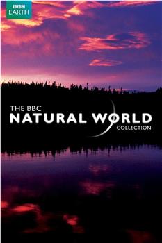 BBC 自然世界 2010 神秘的豹在线观看和下载