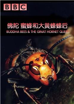 佛陀、蜜蜂和大黄蜂蜂后在线观看和下载
