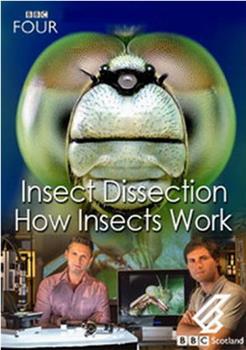 昆虫解剖：虫体工作原理在线观看和下载