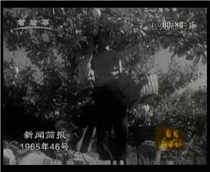 新闻简报1965年第46号在线观看和下载