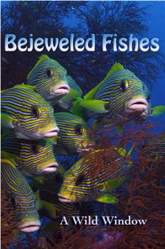 Wild Window: Bejeweled Fishes在线观看和下载