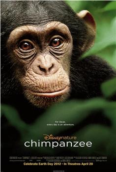 黑猩猩在线观看和下载