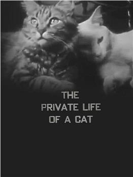 猫的私生活在线观看和下载