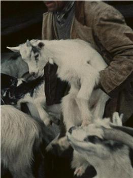 奥尔高索洛的牧羊人在线观看和下载