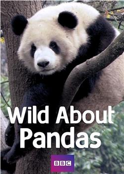 爱上大熊猫在线观看和下载