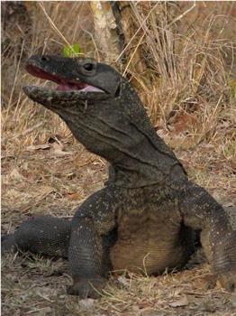 BBC自然世界：死亡之吻—科莫多巨蜥在线观看和下载