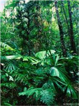 JK和美莱前往热带雨林在线观看和下载