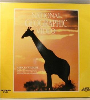 国家地理百年纪念典藏33:非洲野生动物在线观看和下载