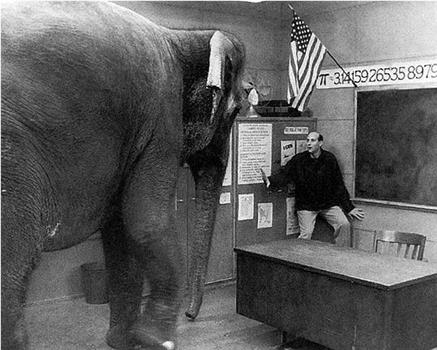 大象坐在哪里在线观看和下载