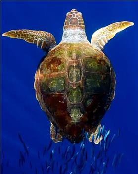 海龟，海雕和猎豹的漫长征程在线观看和下载