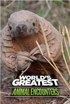 World's Greatest Animal Encounters在线观看和下载