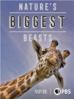 Nature's Biggest Beasts在线观看和下载