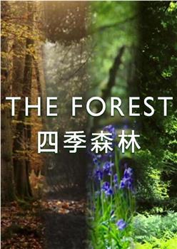 四季森林 第一季在线观看和下载