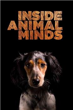 Inside Animal Minds: Dogs & Super Senses在线观看和下载