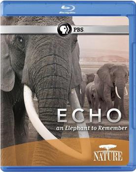 大象"回声"的回忆在线观看和下载