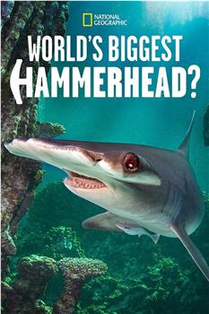 巨型双髻鲨之谜在线观看和下载