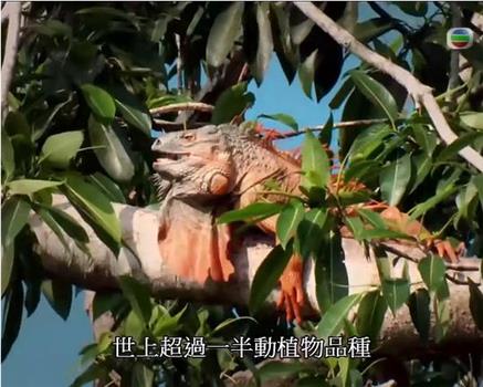 国家地理 动物构造大揭秘 草原动物在线观看和下载