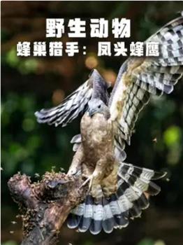 野生动物：蜂巢猎手 - 凤头蜂鹰在线观看和下载