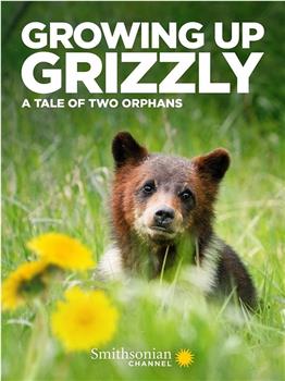 Growing up Grizzly: A Tale of Two Orphans在线观看和下载