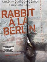 柏林墙的野兔在线观看
