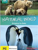 BBC 自然世界 2009 动物母性在线观看