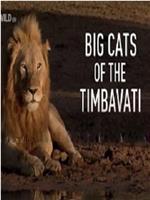 提姆巴瓦提国家公园的传奇大猫