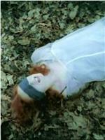 Tori Amos - The Complete Videos 1991-1998