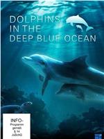 深蓝色海洋里的海豚在线观看