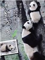 熊猫淘淘网盘分享