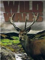 Wild Wales Season 1在线观看