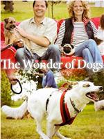狗狗的奇妙世界 第一季在线观看