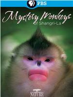 香格里拉神秘之猴在线观看