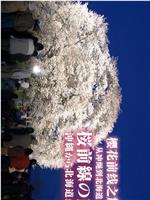 樱花前线之旅 从冲绳到北海道在线观看