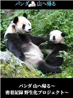 熊猫回归山林 野放全记录