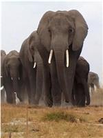 象：兽群中的窥探