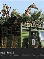 长颈鹿：非洲的温柔巨人