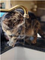 猫之战争在线观看