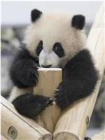 熊猫育幼百天记 -“主角是母子”的白浜模式-在线观看