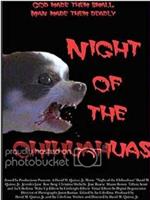 Night of the Chihuahuas