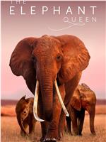 大象女王网盘分享