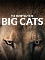 The Secret Lives of Big Cats在线观看