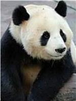 大熊猫在英国