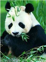 自然世界:拯救大熊猫