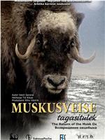 Muskusveise tagasitulek