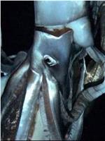 深海巨兽-大王乌贼鱼