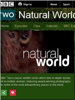BBC自然世界：黑冠猕猴