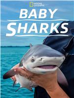鲨鱼宝宝成长记在线观看