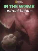 子宫内日记：动物奇遇 第一季在线观看