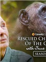 Rescued Chimpanzees of the Congo with Jane Goodall Season 2在线观看